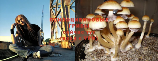 ПСИЛОЦИБИНОВЫЕ ГРИБЫ Арсеньев